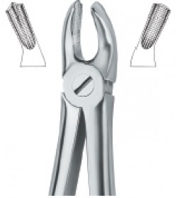 Molars , Right 17
