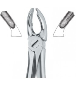 Molars , left 18