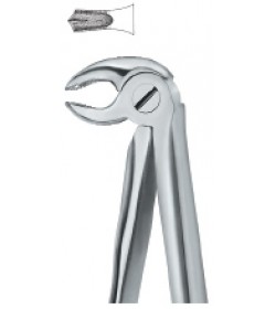 Molars 22